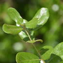 Image of Chapman Oak