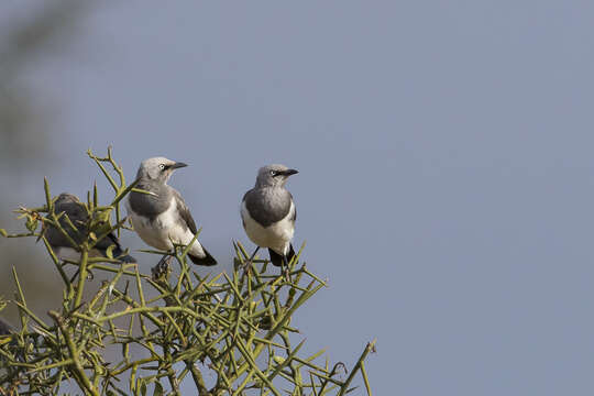 Image of Fischer's Starling