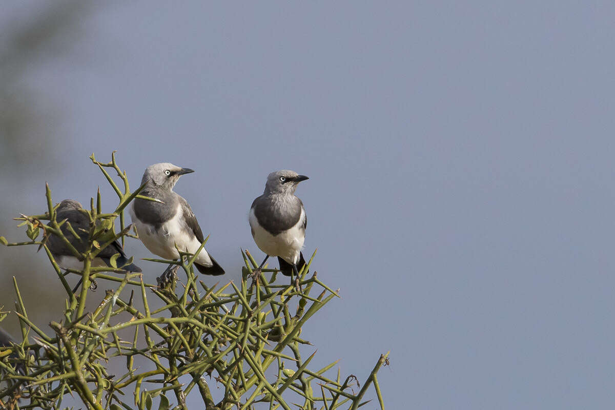 Image of Fischer's Starling