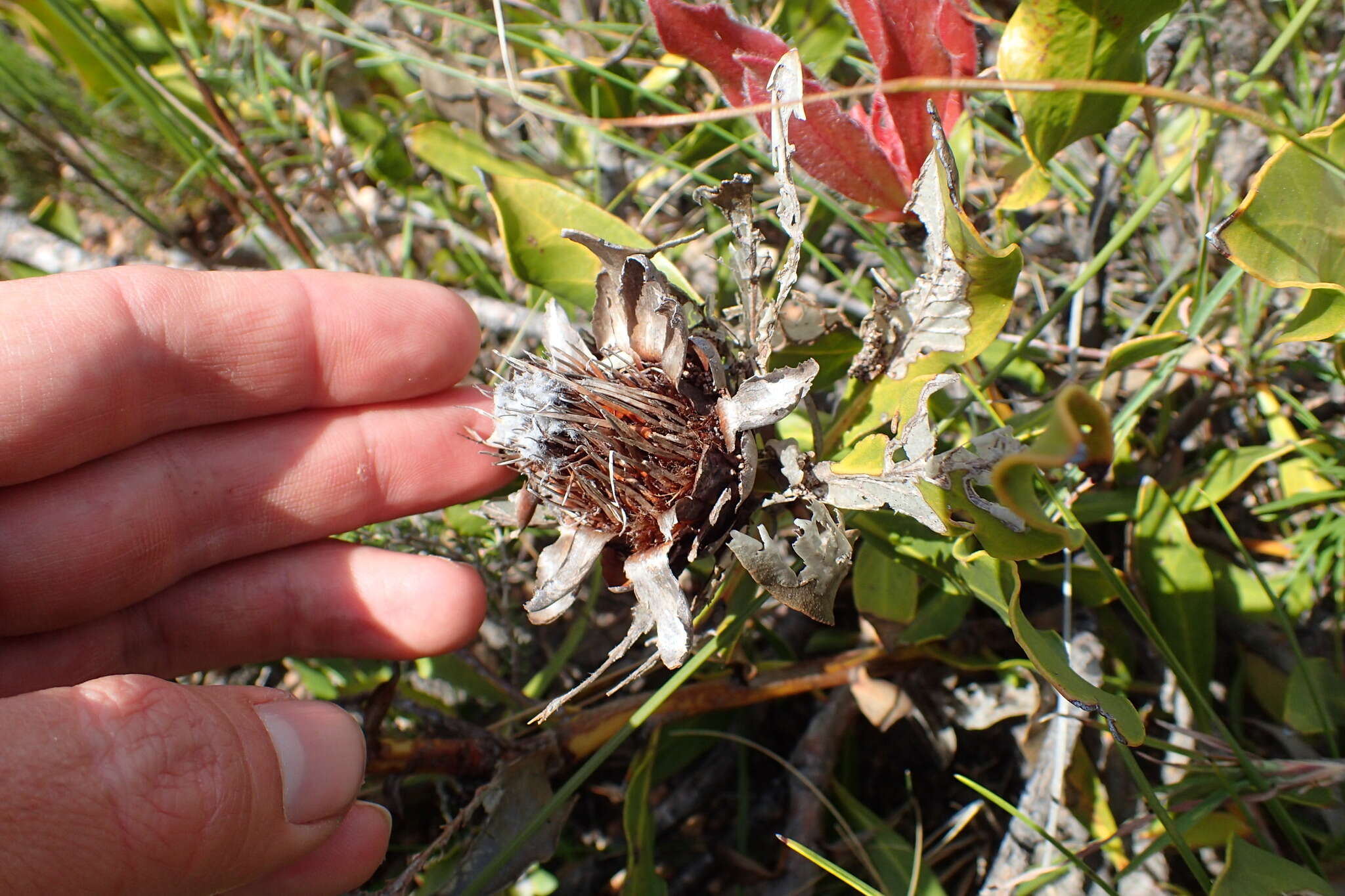 Imagem de Protea foliosa Rourke