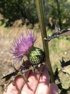 Cirsium engelmannii Rydb.的圖片