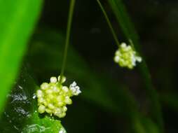 Image of Pilea angustifolia Killip