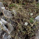 Image de Sabulina attica subsp. attica