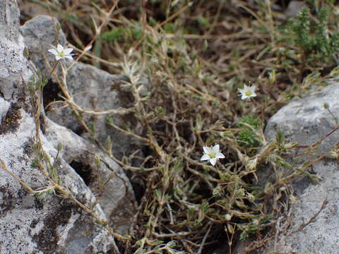 Image de Sabulina attica (Boiss. & Spruner) Dillenb. & Kadereit