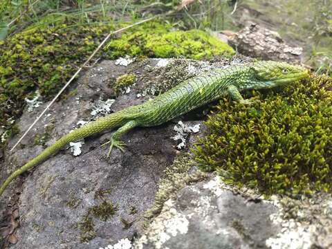 Image of Mixtecan Arboreal Alligator Lizard