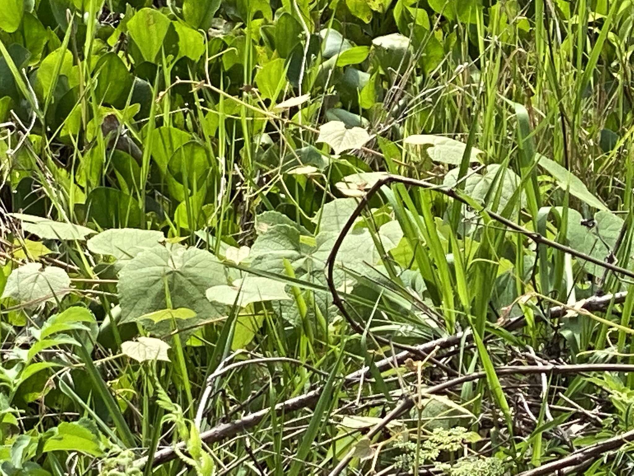 Image of Florida grape