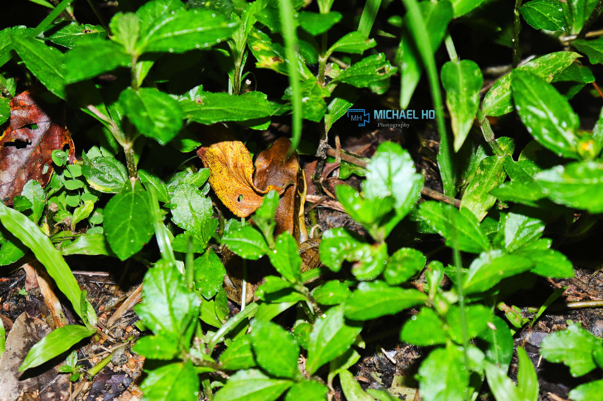 Image of Guenther's Amoy Frog