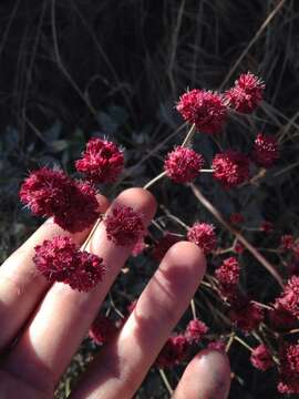 Image of redflower buckwheat