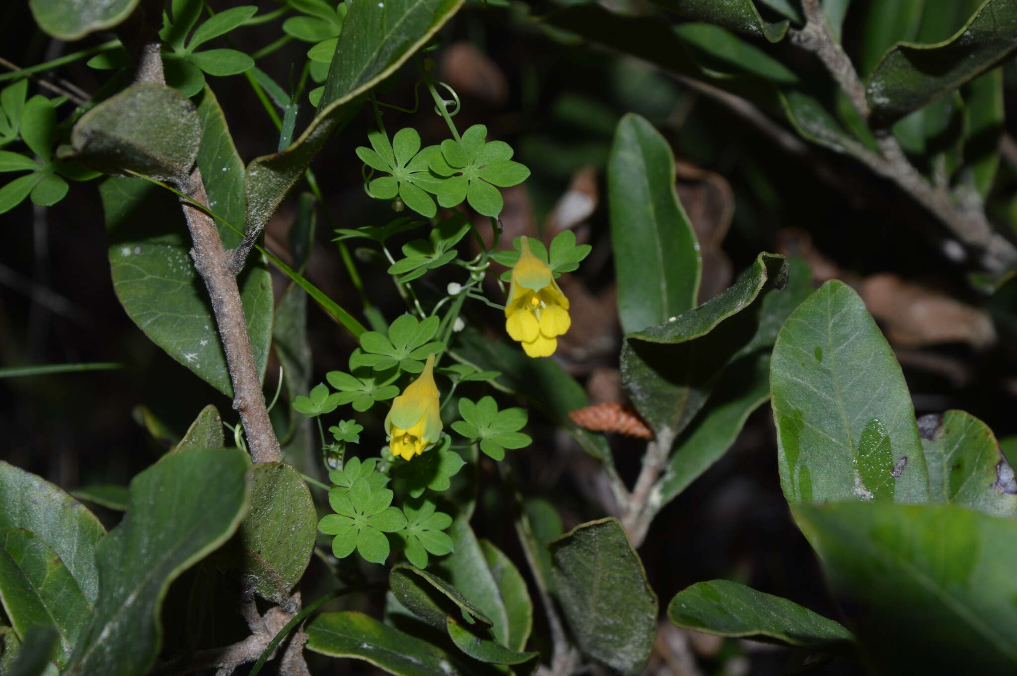 Image of Tropaeolum brachyceras Hook. & Arn.