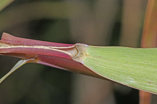 Imagem de Phragmites japonicus Steud.