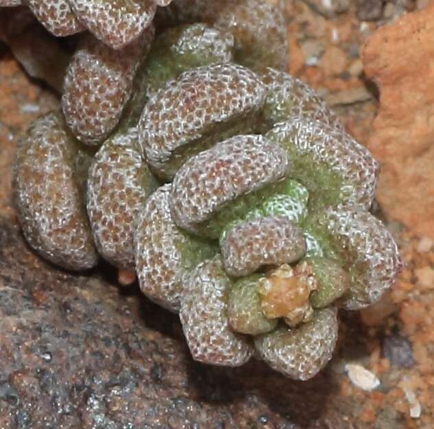 Image of Crassula corallina Thunb.