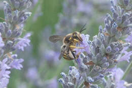 Image de Anthidium florentinum (Fabricius 1775)