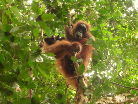 Image of Sumatran orangutan