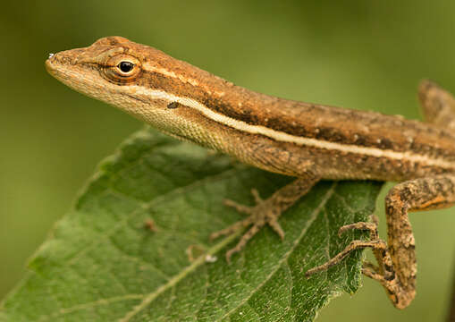 Image of Grass Anole