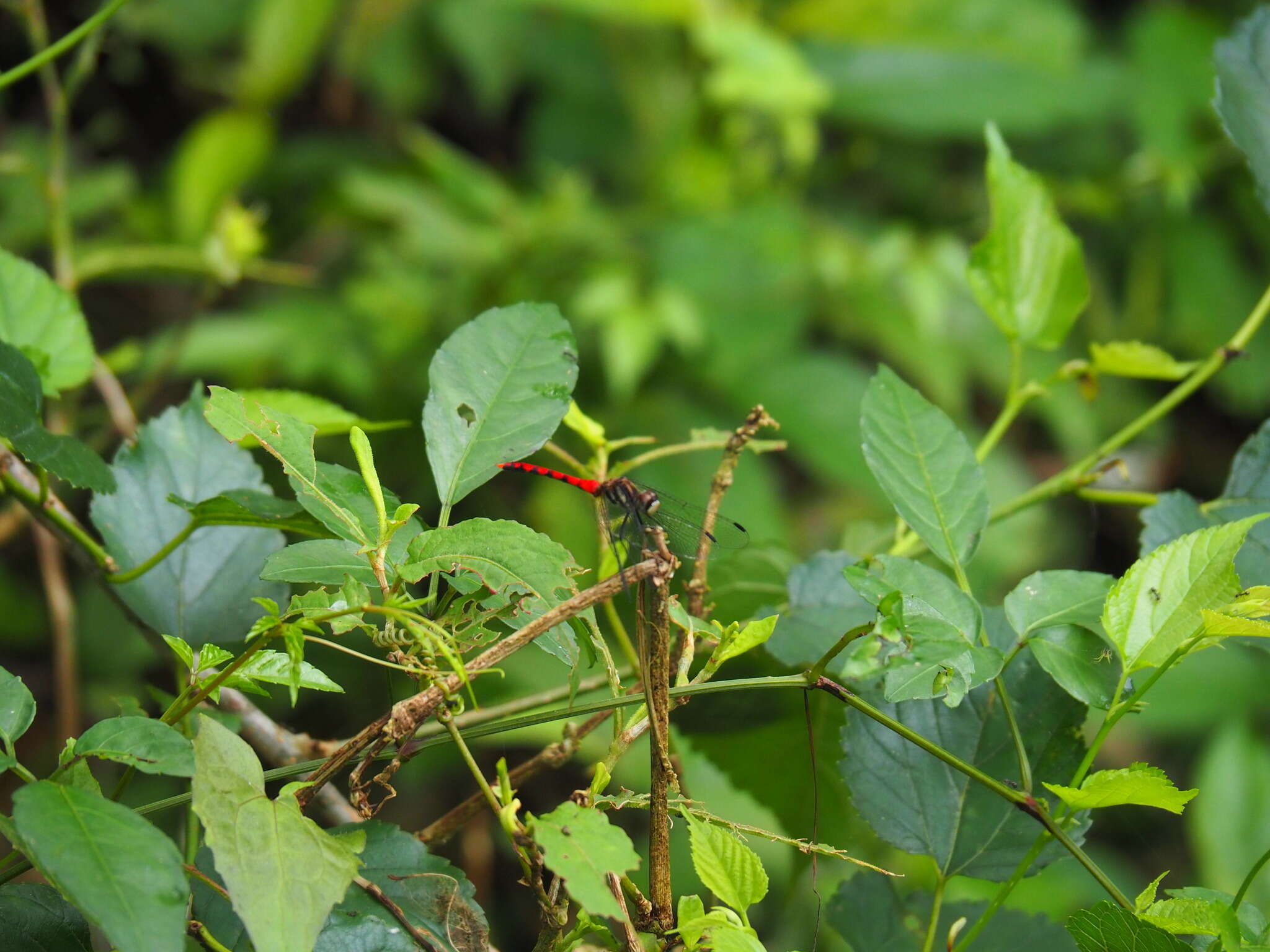 Image of Sympetrum nantouensis Tang, Yeh & Chen 2013