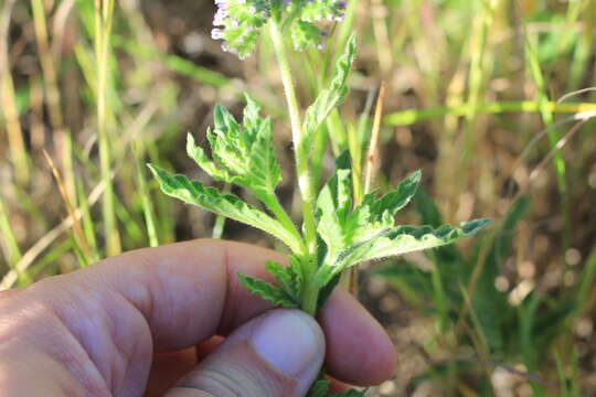 Image of Heliotropium nicotianifolium Poir.