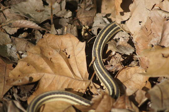 Image of Western Ribbon Snake