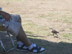 Image of Chalk-browed Mockingbird