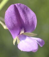 Psoralea plauta C. H. Stirt. resmi