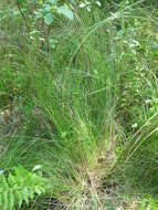 Image of prickly bog sedge