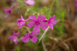 Imagem de Phlox nivalis subsp. texensis Lundell