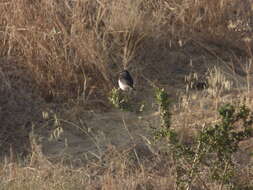 Image of Eastern Pied Wheatear