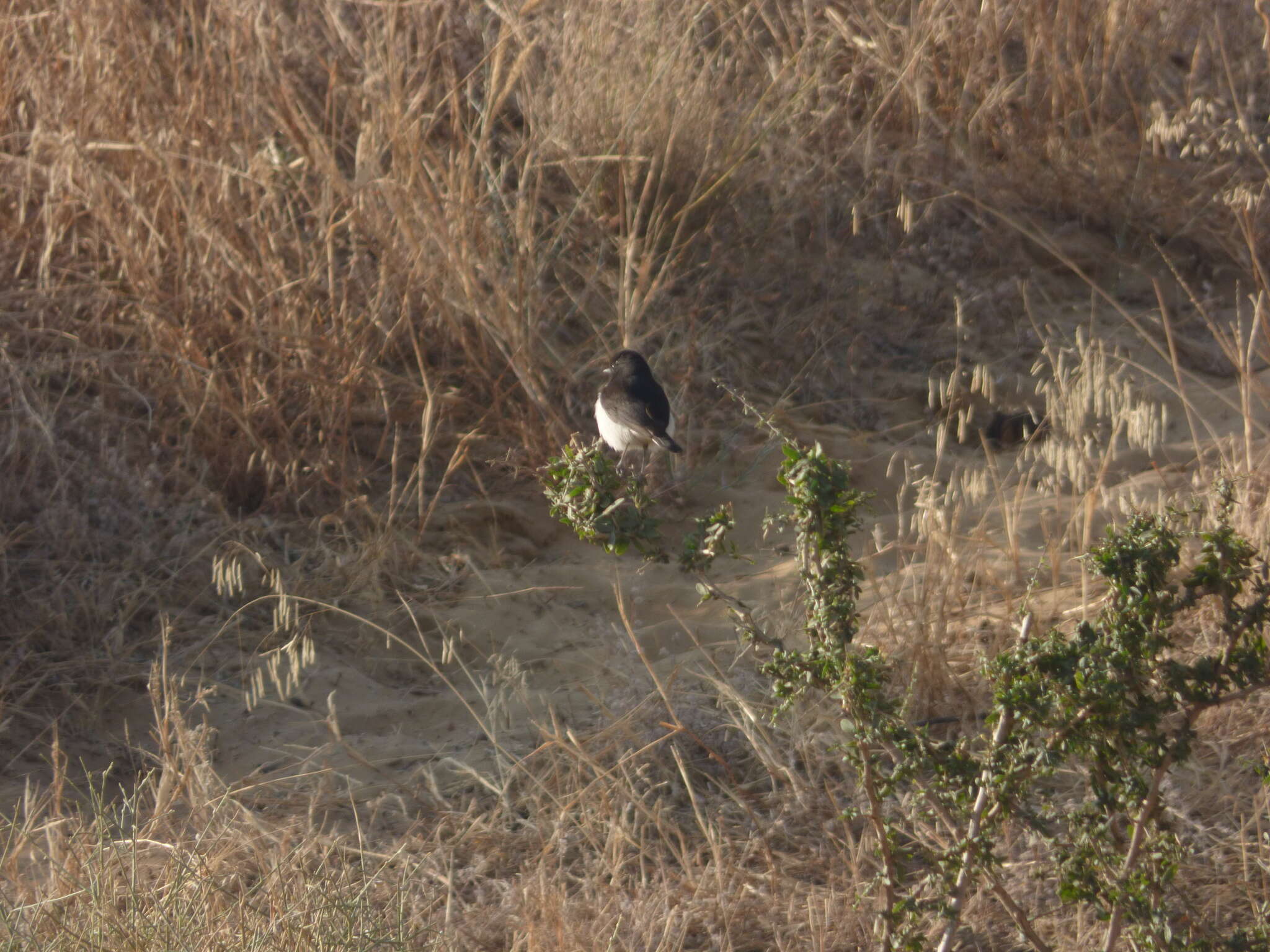 Image of Eastern Pied Wheatear