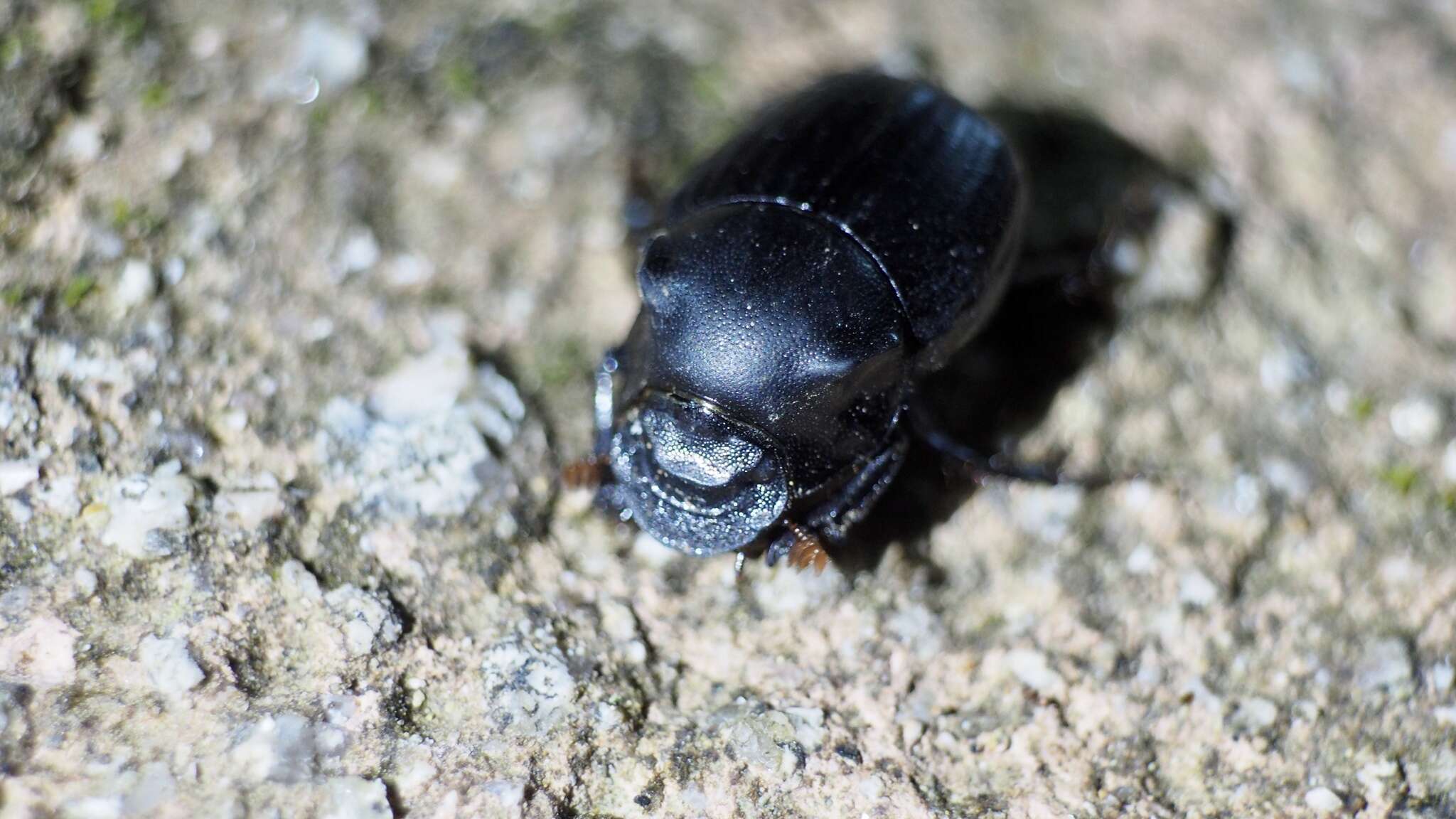 Plancia ëd Onthophagus (Strandius) lenzii Harold 1875