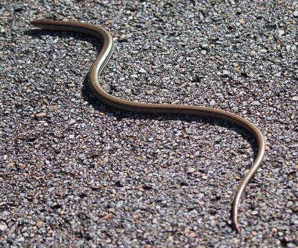 Image of Glass Lizards