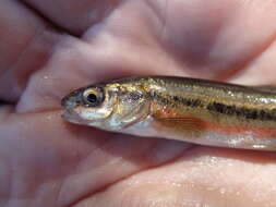 Image of Northern Pearl Dace