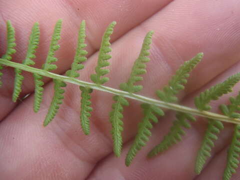 Plancia ëd Woodsia phillipsii