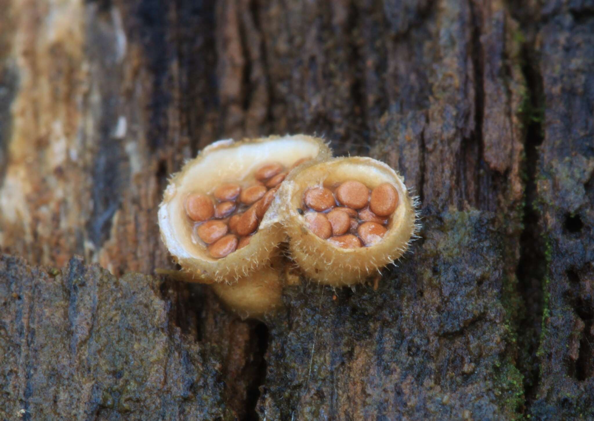 Image of Nidula emodensis (Berk.) Lloyd 1906