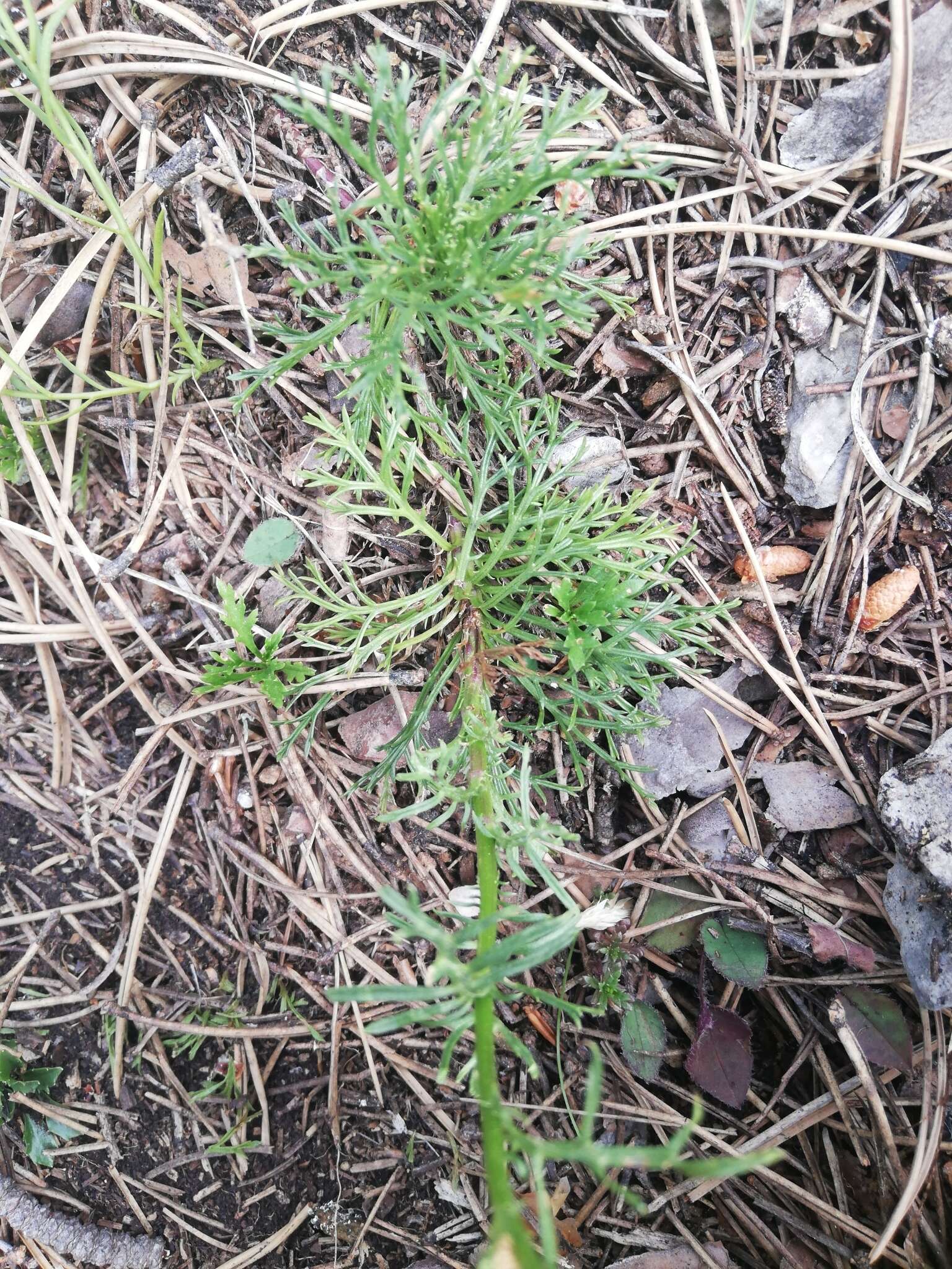 Jacobaea abrotanifolia subsp. abrotanifolia resmi