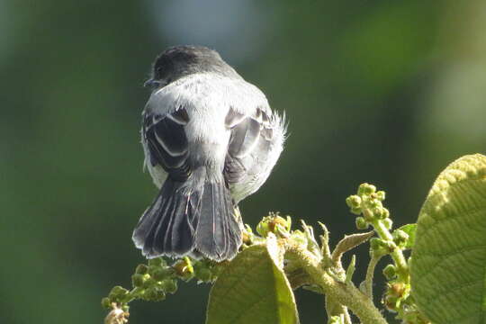 Image of Torrent Tyrannulet