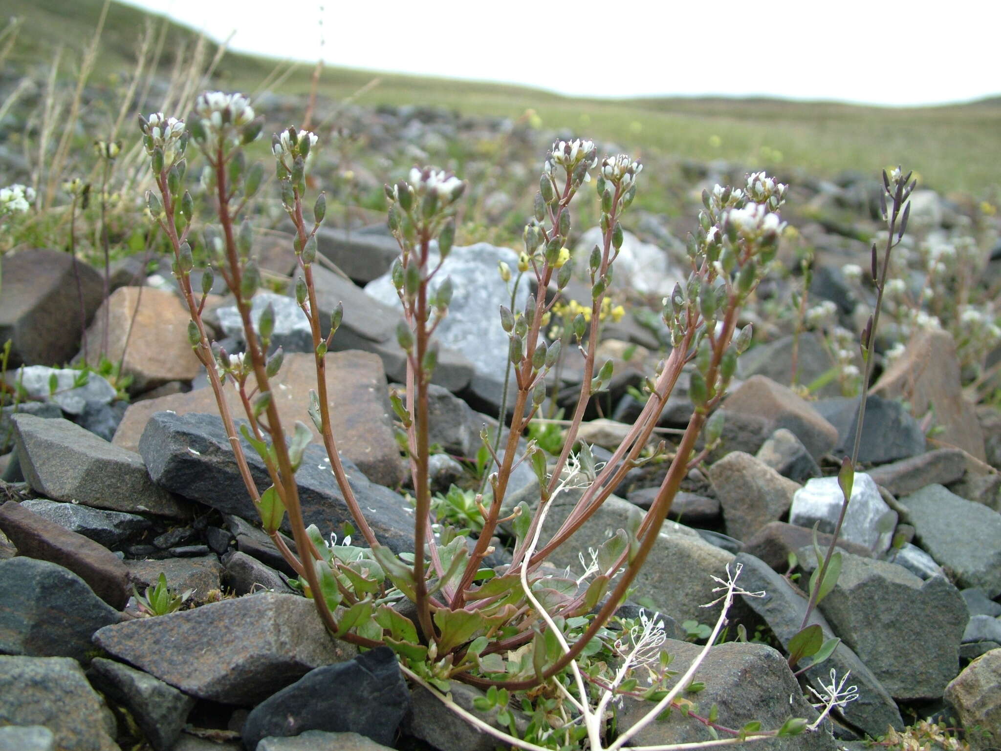 Image of Danish scurvygrass