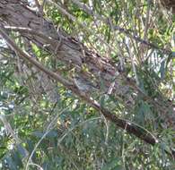 Image of Myrtle Warbler