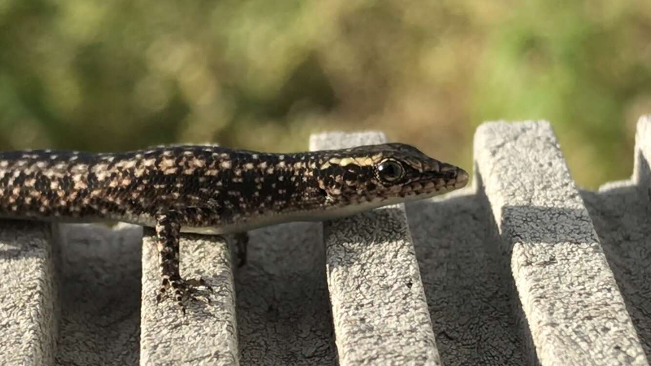 Image de Cryptoblepharus metallicus (Boulenger 1887)