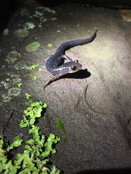 Image of Northern Gray-cheeked Salamander