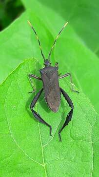 Image of Passionvine Bug