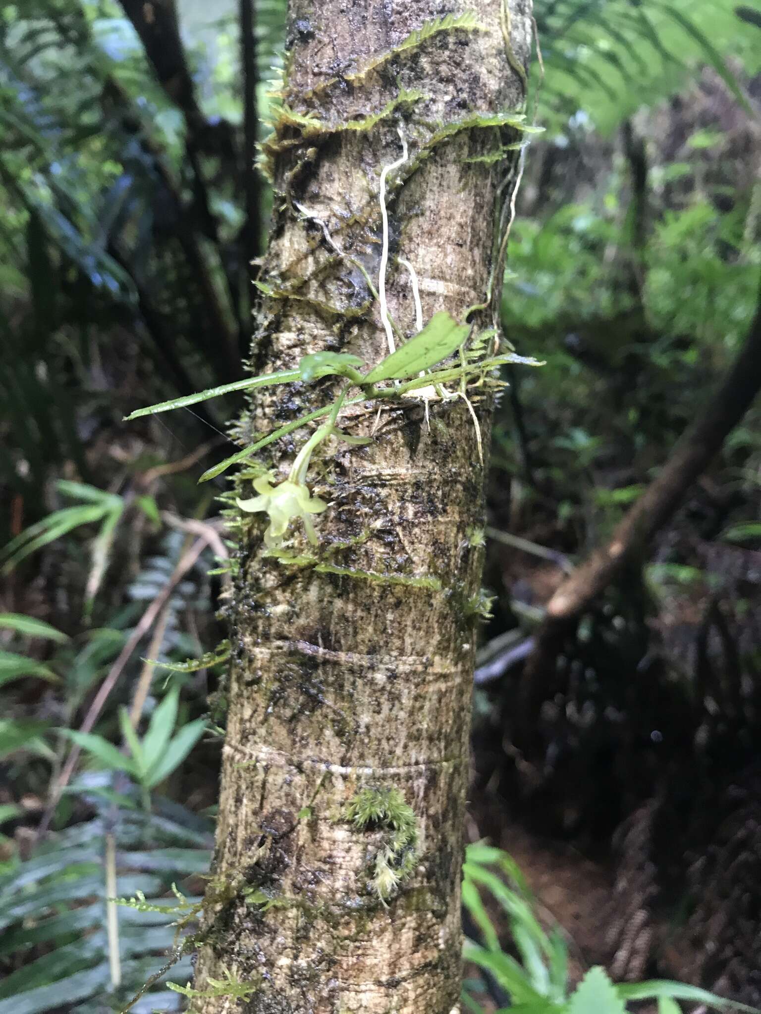 Image de Lemurella pallidiflora Bosser