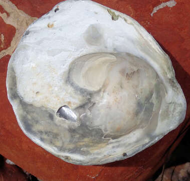 Image of Angasi oyster