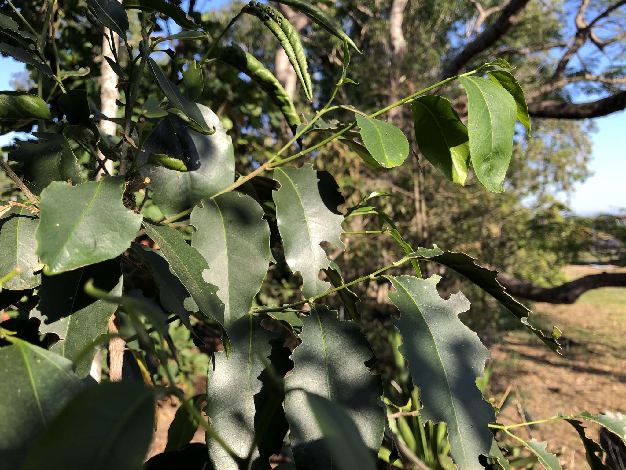 Image of silky celtis