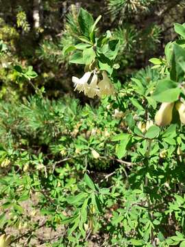 Image of Lonicera pyrenaica L.