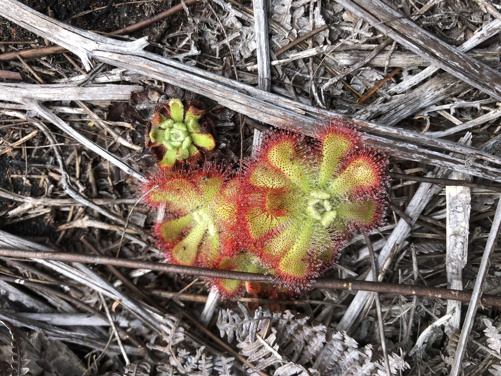 Drosera xerophila的圖片