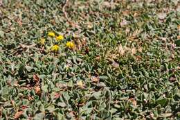 Image of Polygonum idaeum Hayek