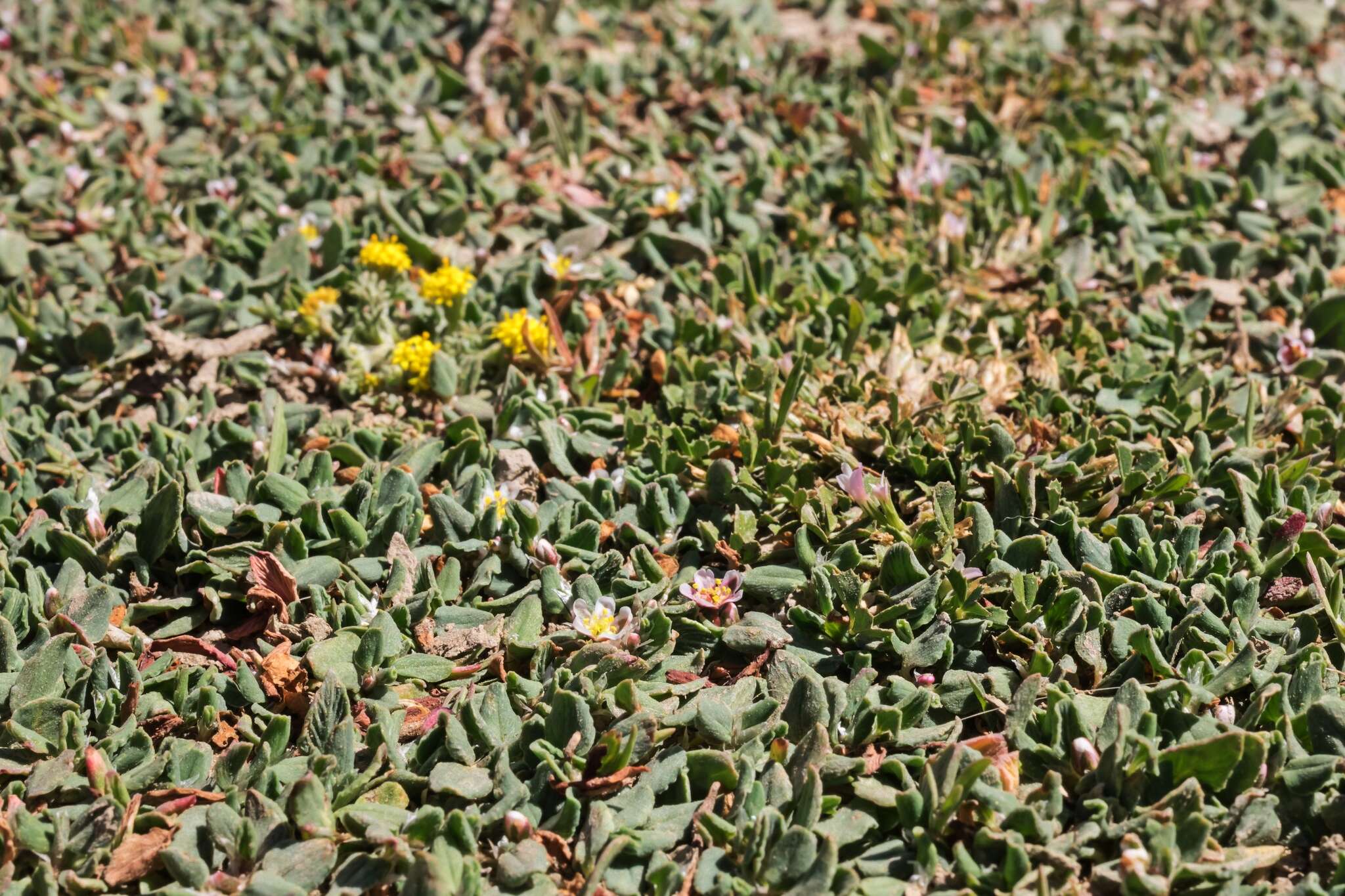 Image of Polygonum idaeum Hayek