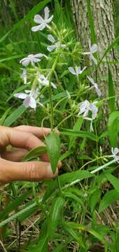 Sivun Phlox pilosa subsp. ozarkana (Wherry) Wherry kuva