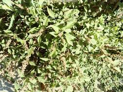 Image of largefruit amaranth