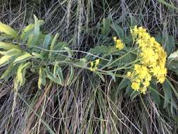 Imagem de Senecio serratuloides DC.