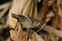 Image of Atherton Scrubwren